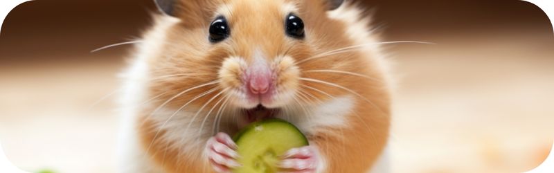 Can Hamsters Eat Cucumbers? Unraveling the Truth