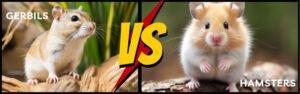 gerbils vs hamsters