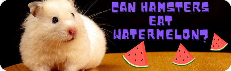Can Hamsters Eat Watermelon