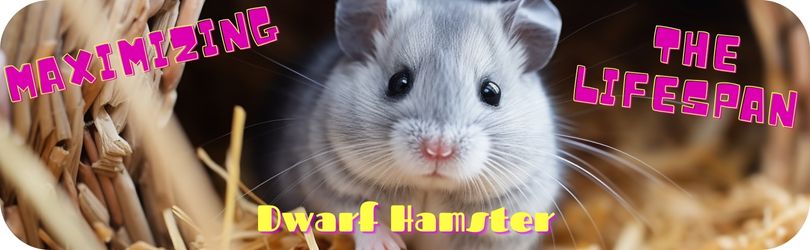 How Long Do Dwarf Hamsters Live